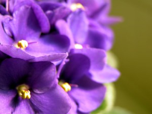 violetas flores